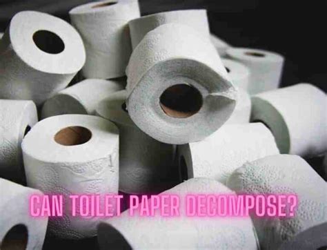 How Long Does It Take for Toilet Paper to Decompose: A Journey Through Time and Trees